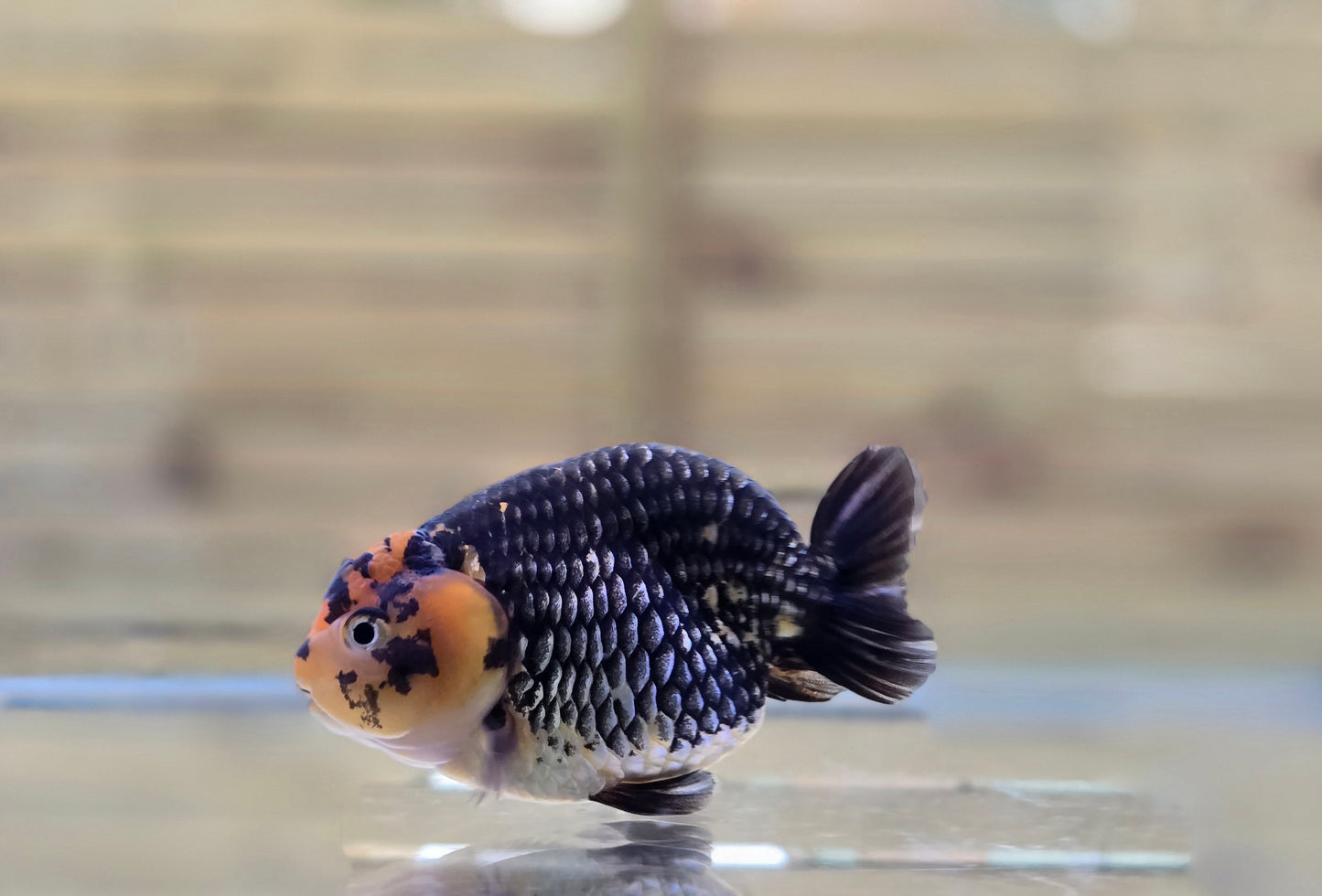 Ranchu J26045
