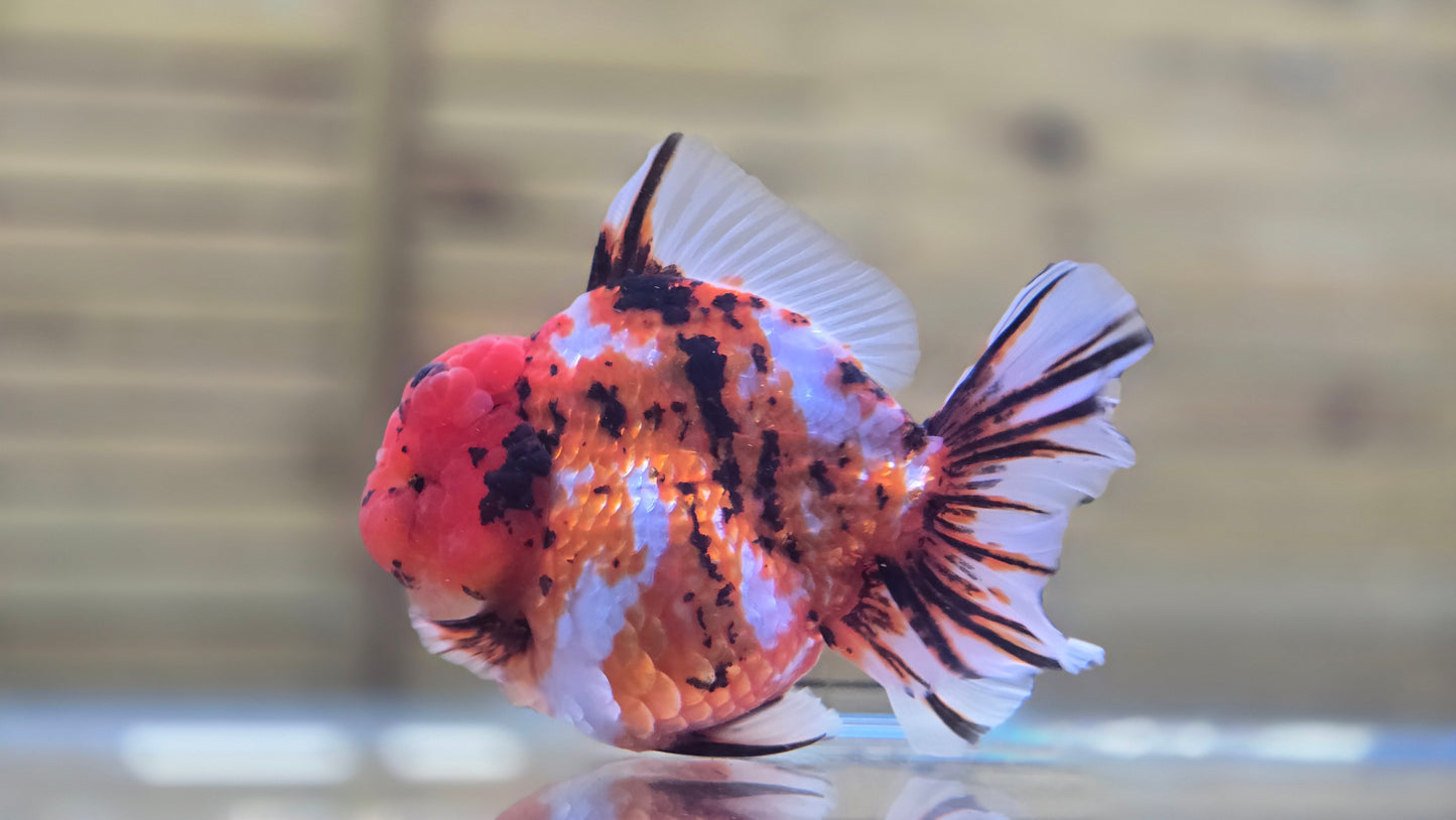 Jumbo Oranda J26009