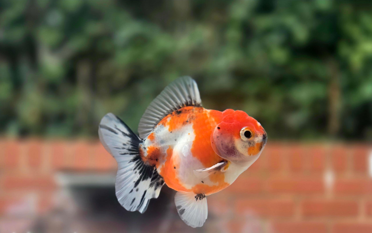 HQ Shogun Oranda July2664 C3