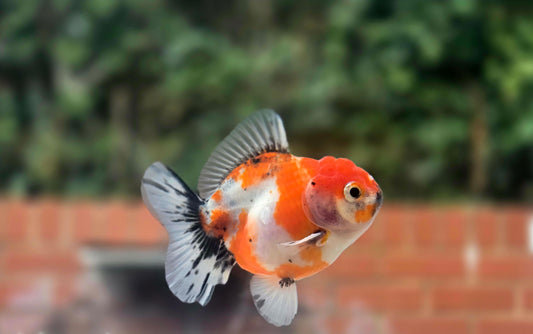 HQ Shogun Oranda July2664 C3