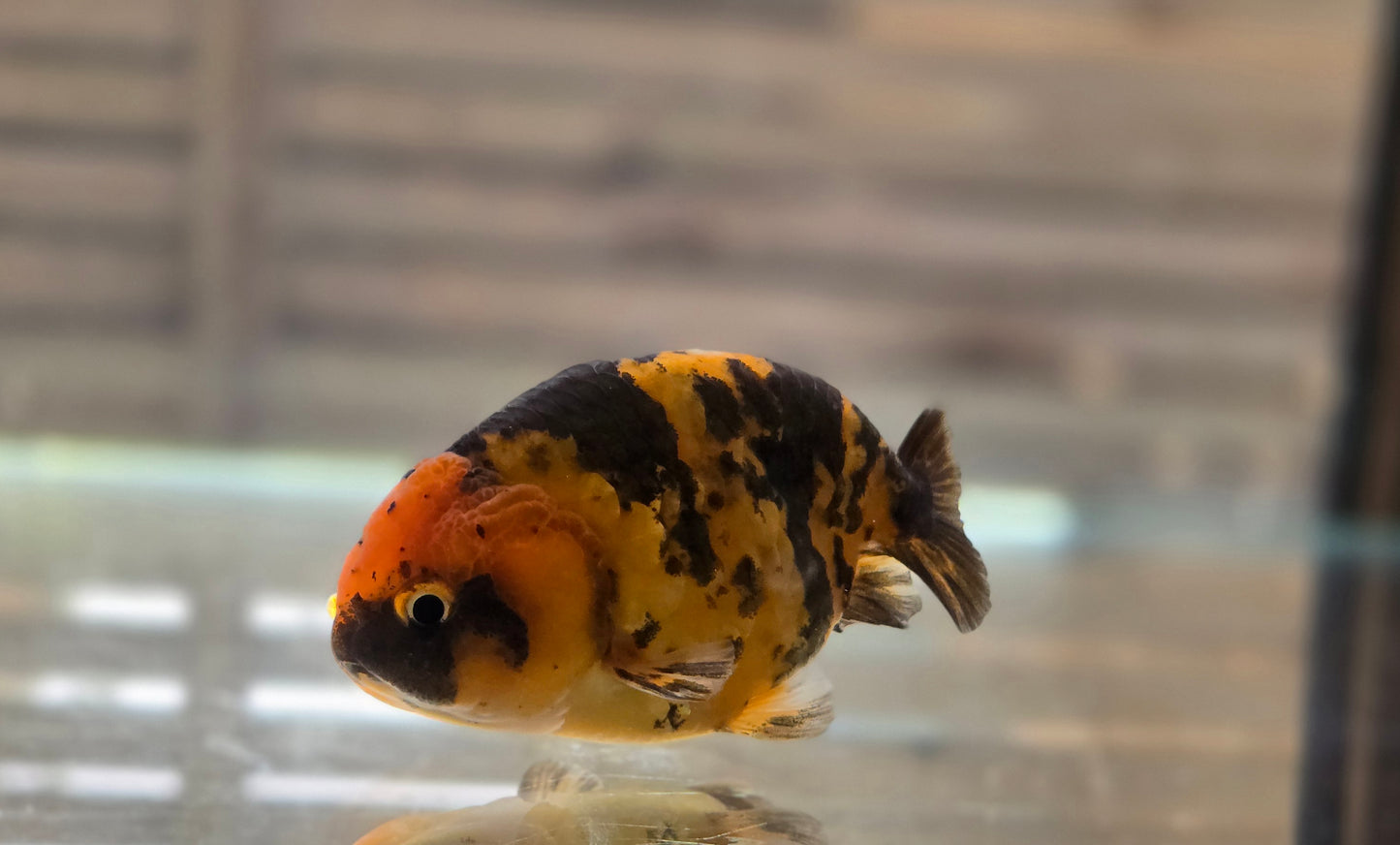 Calico Ranchu May011