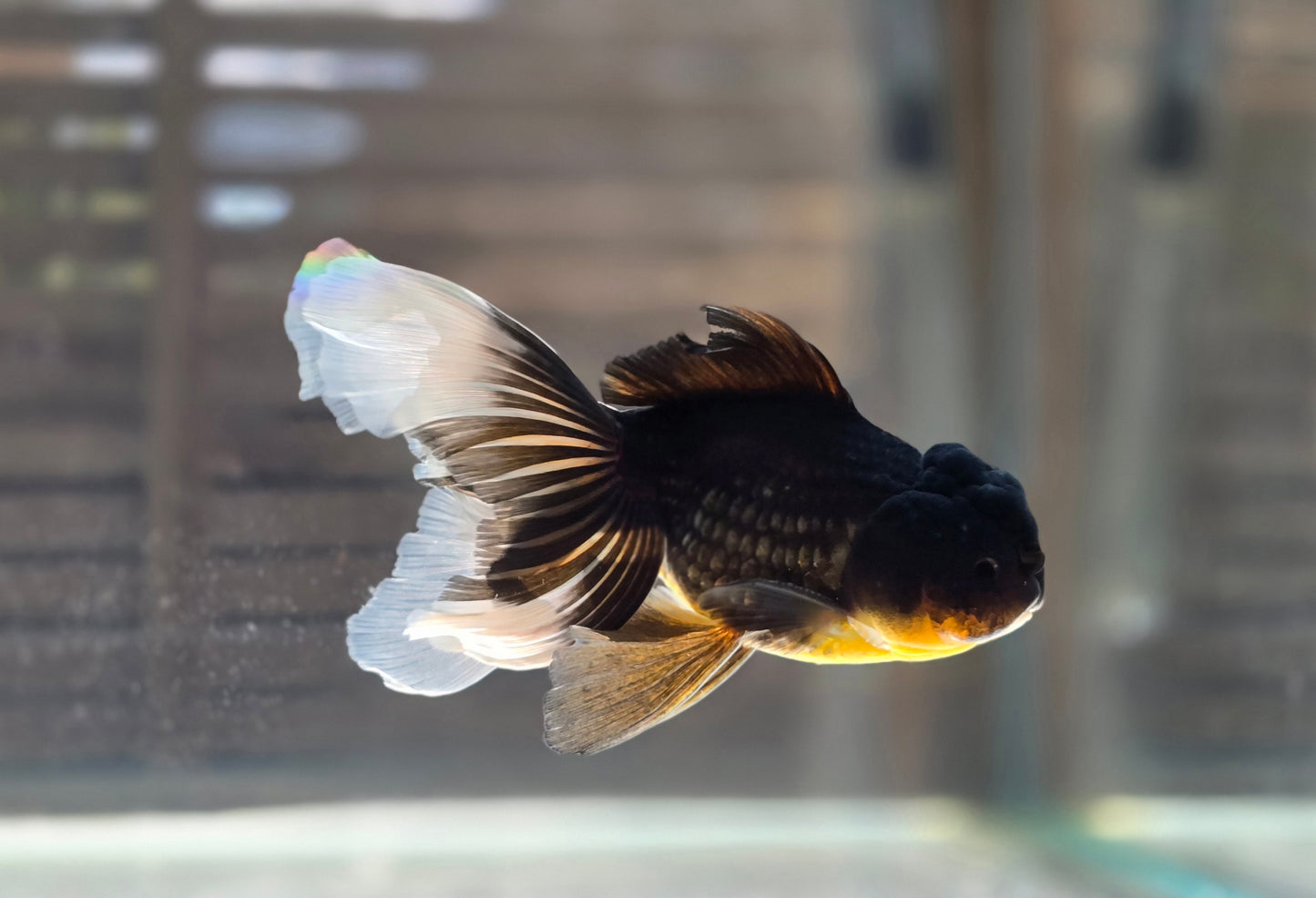 Black Oranda May013
