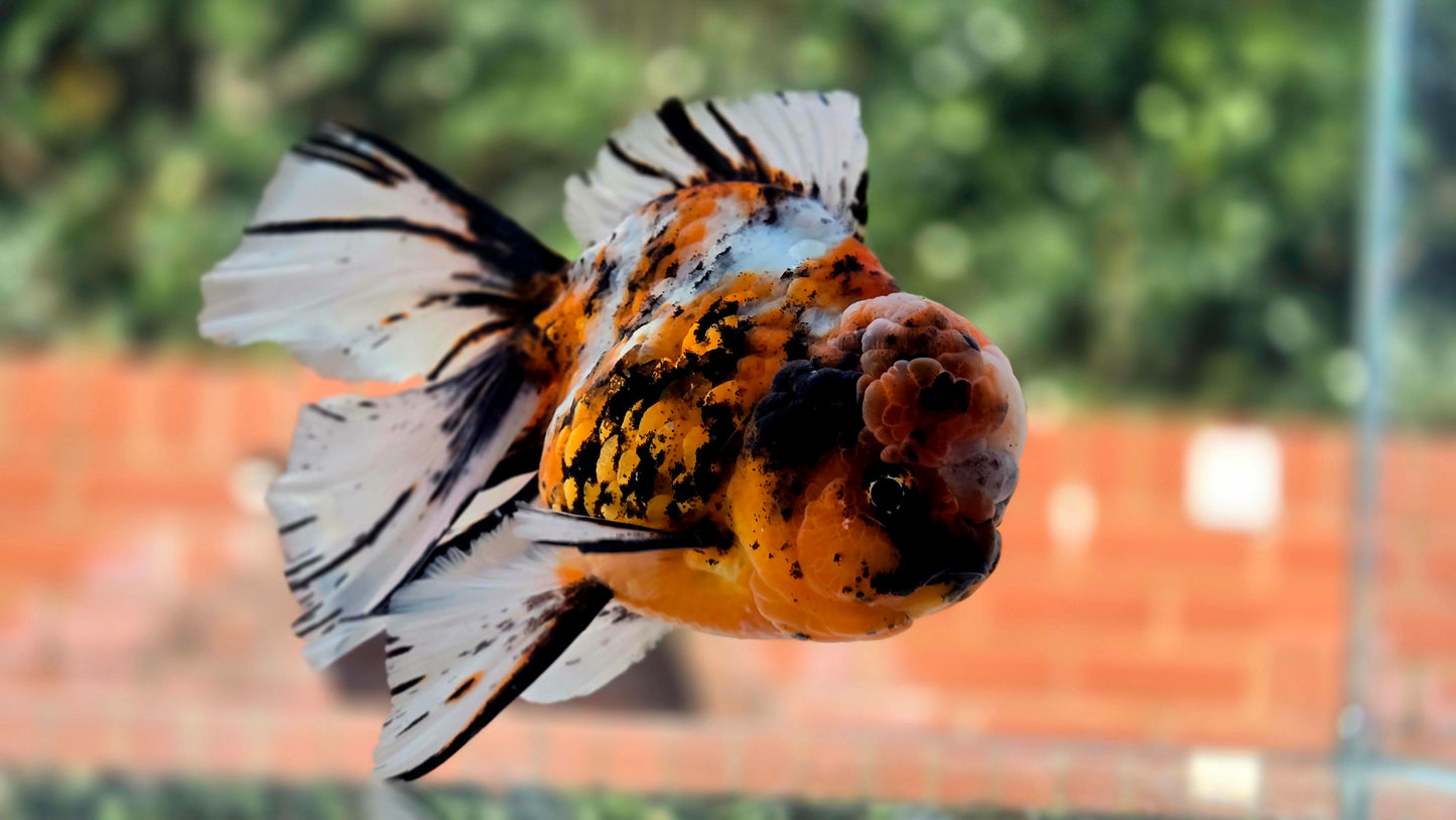 VHQ Jumbo Calico Oranda July2632 C1