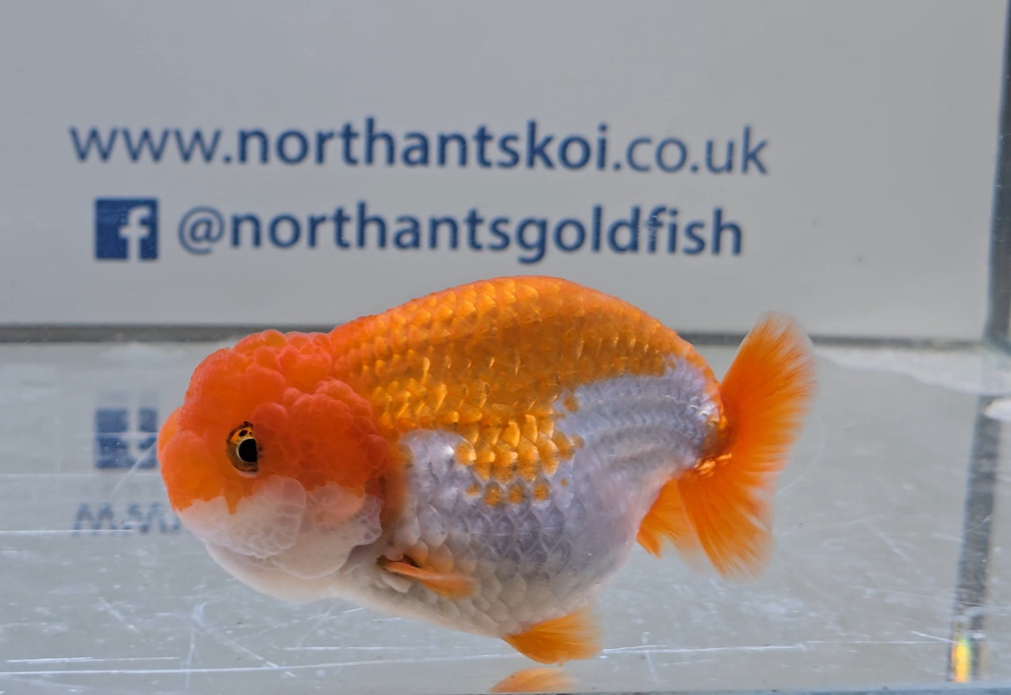 Ranchu J26016