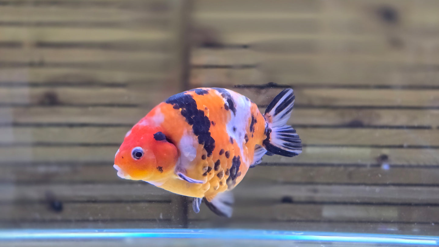 Calico Ranchu J26020