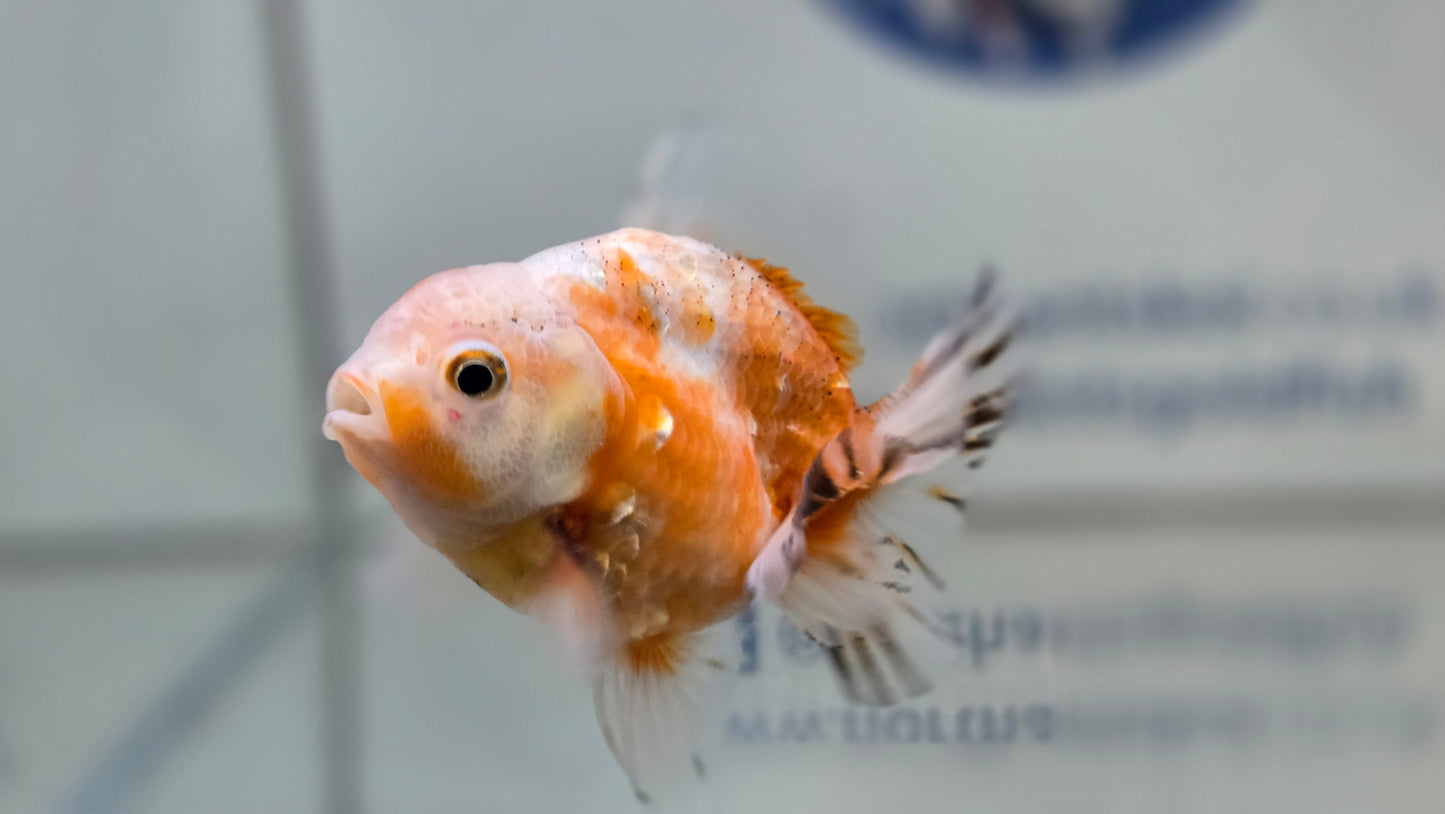 Shogun Short Tail Oranda June29