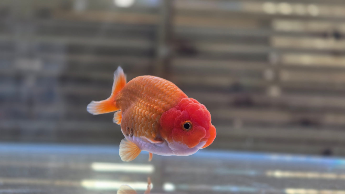 Ranchu J26005
