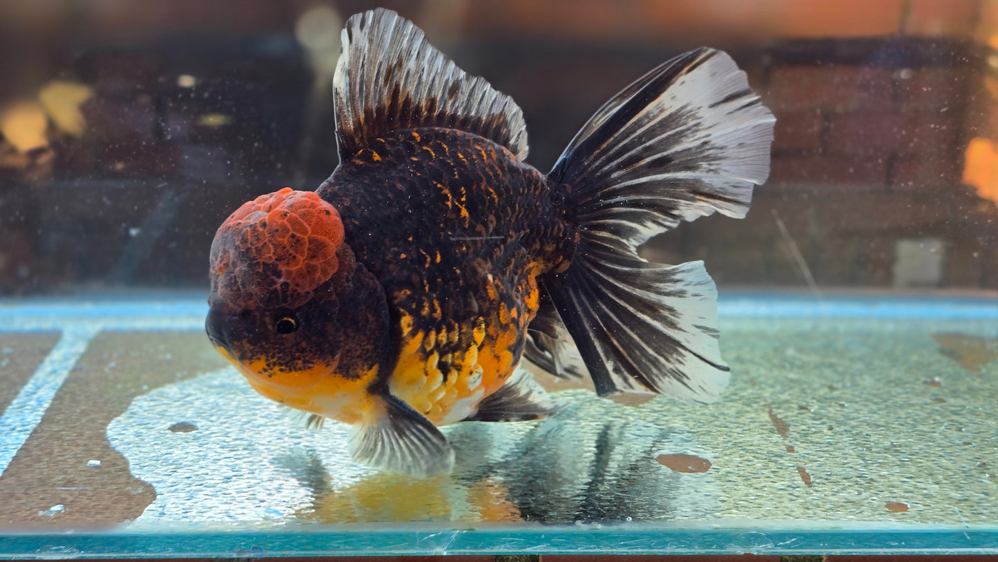 Jumbo Oranda Dec007