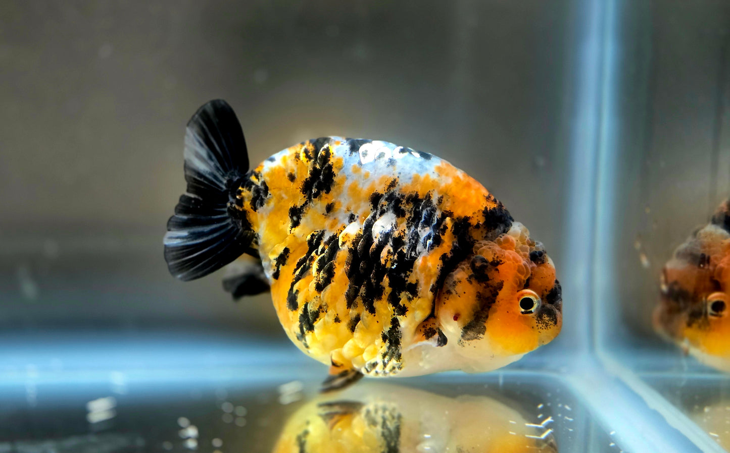 HQ Ranchu July2662 T2