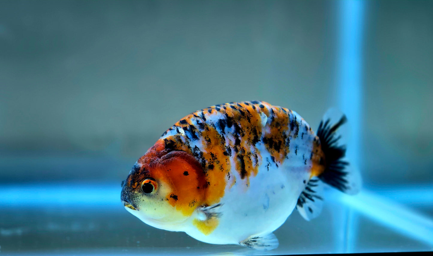 HQ Ranchu July2635 T1