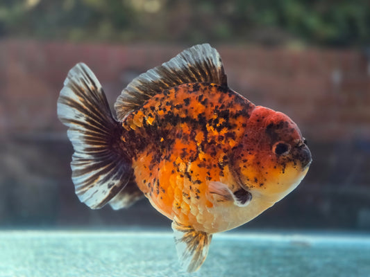 HQ Short Tail Oranda Sep005