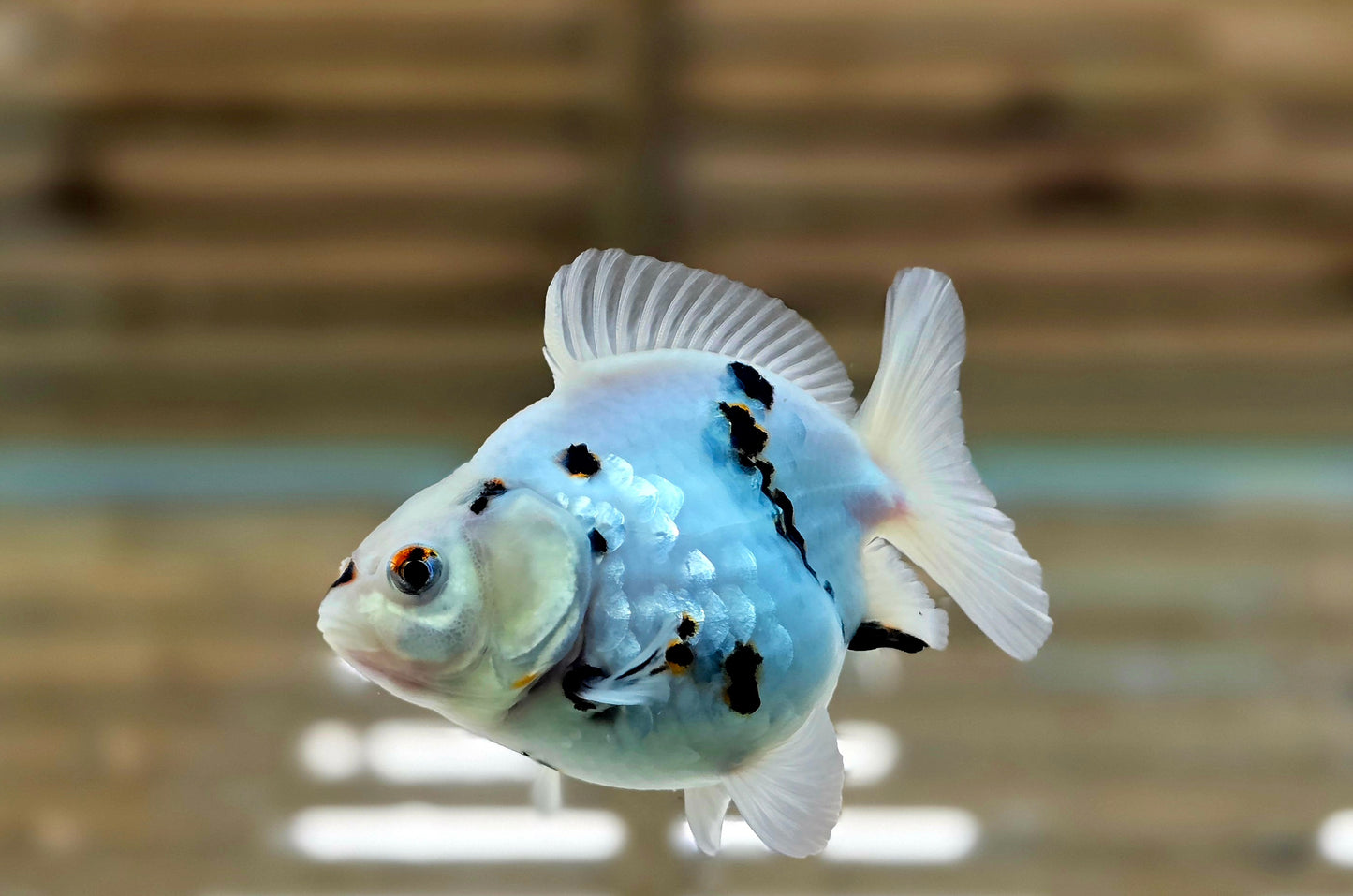 Calico Oranda May007