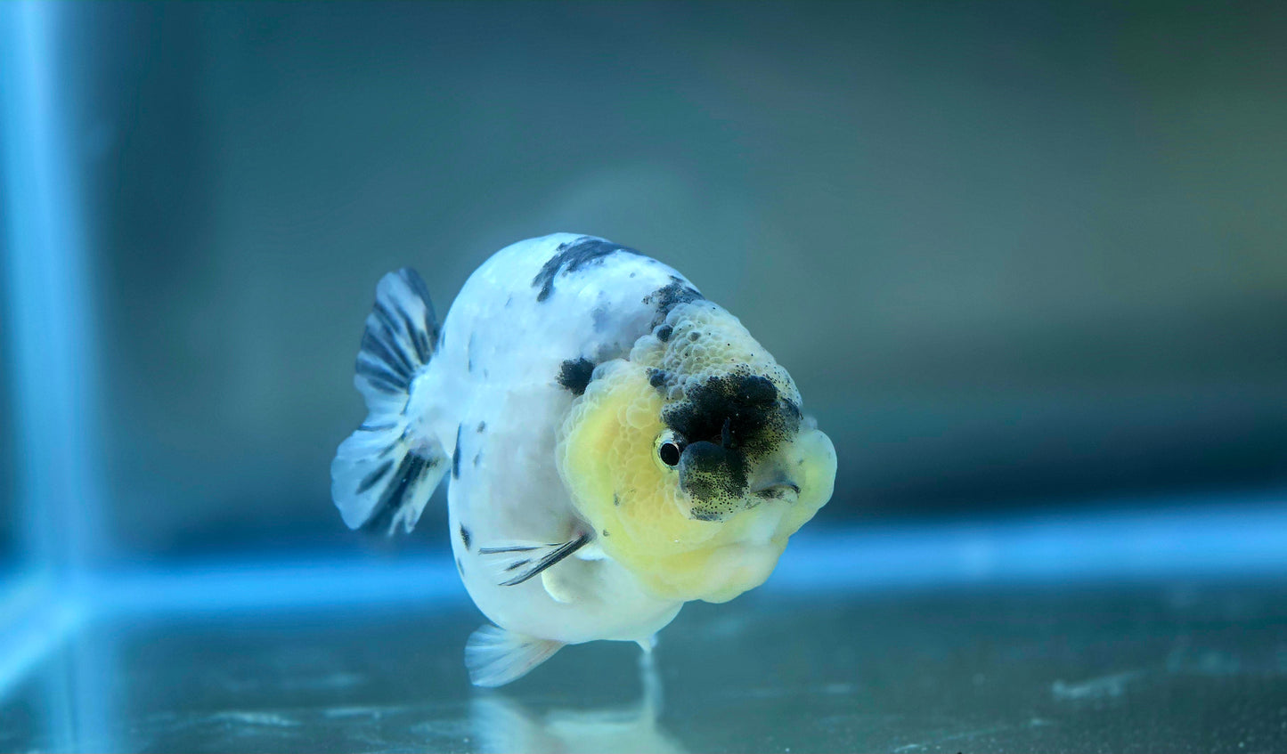 HQ Ranchu July2655 T2