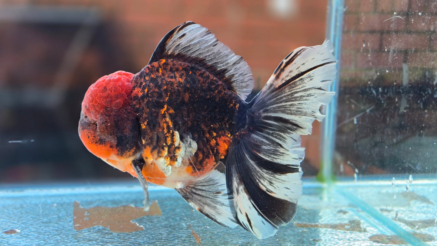 Jumbo Oranda Dec003